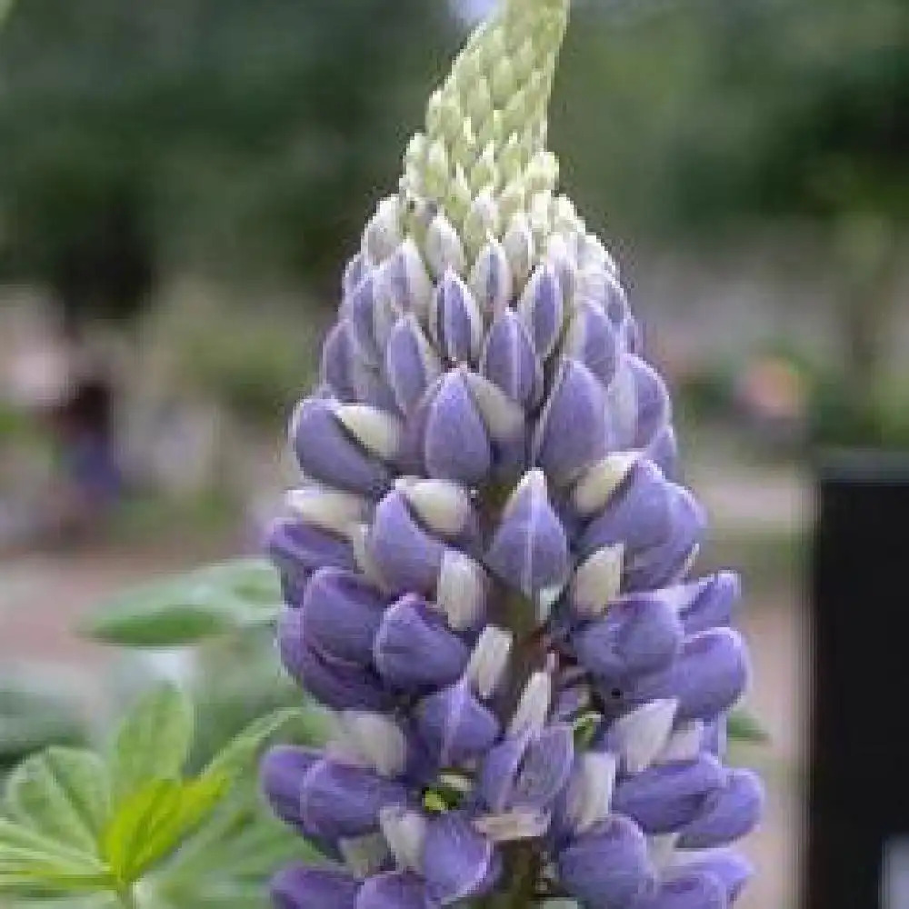 LUPINUS 'Le Gentilhomme' ('The Govenor')