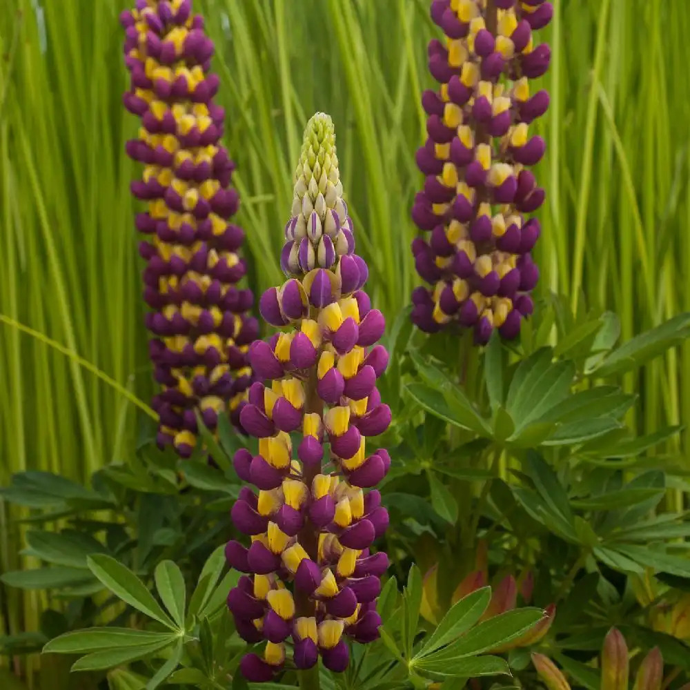 LUPINUS 'Manhattan Lights'®