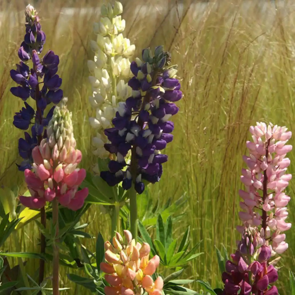 LUPINUS 'Minarette'