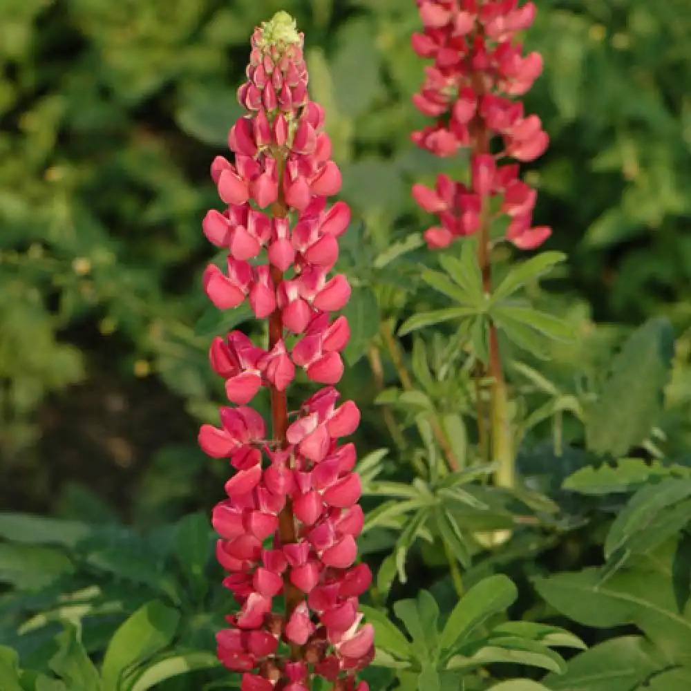 LUPINUS 'Mon Château' ('My Castle')