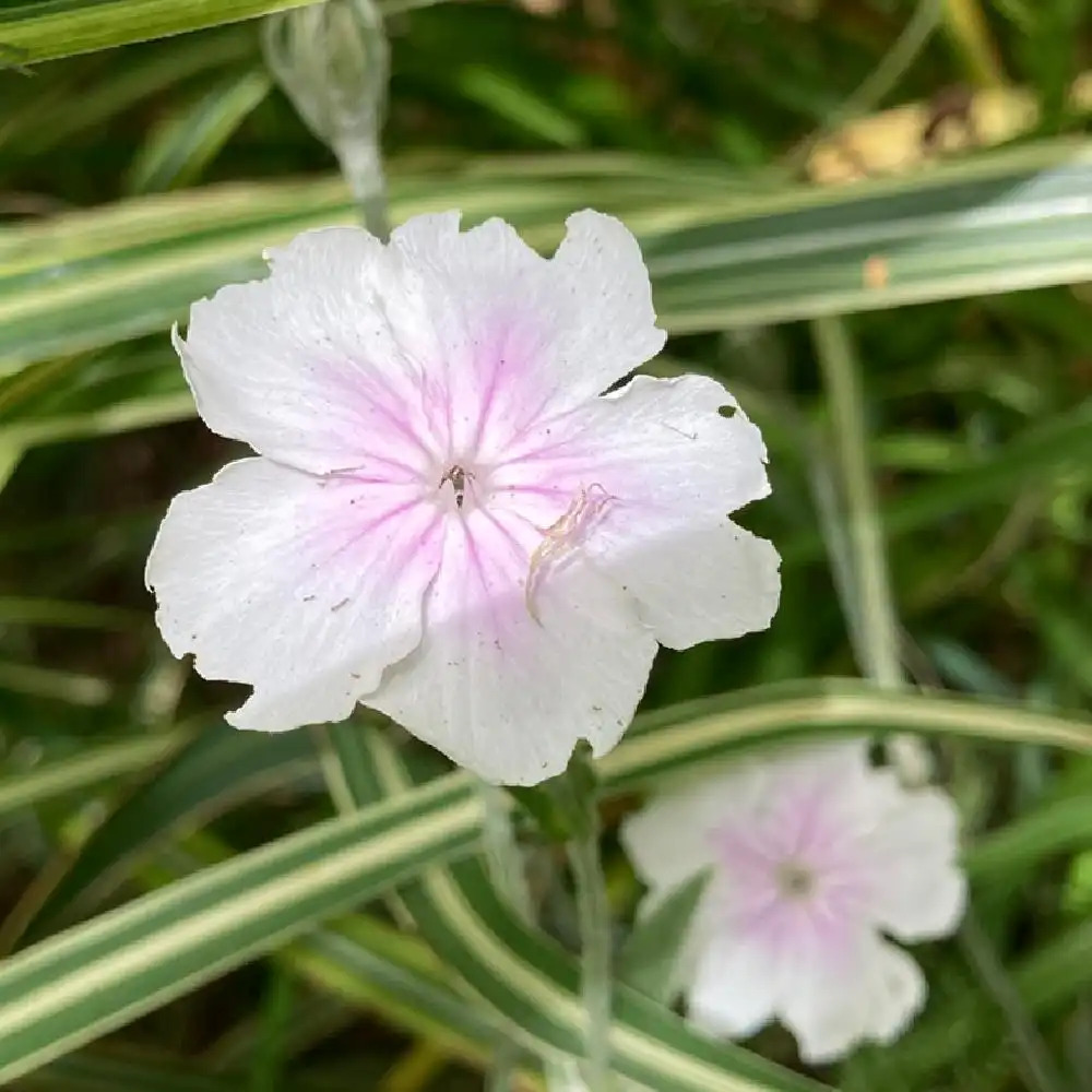 Coquelourde des Jardins Blanc et Rose LYCHNIS CORONARIA OCULATA 1/4 Gramme 
