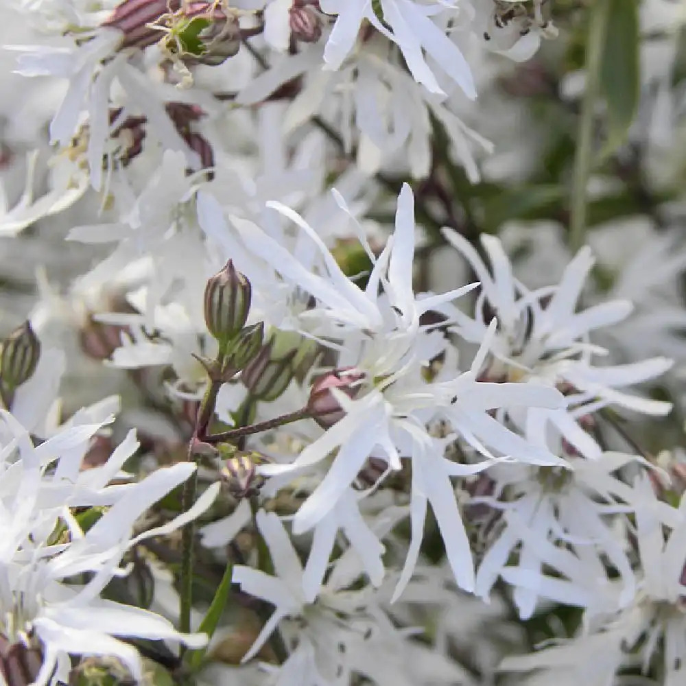 LYCHNIS flos-cuculi 'White Robin'