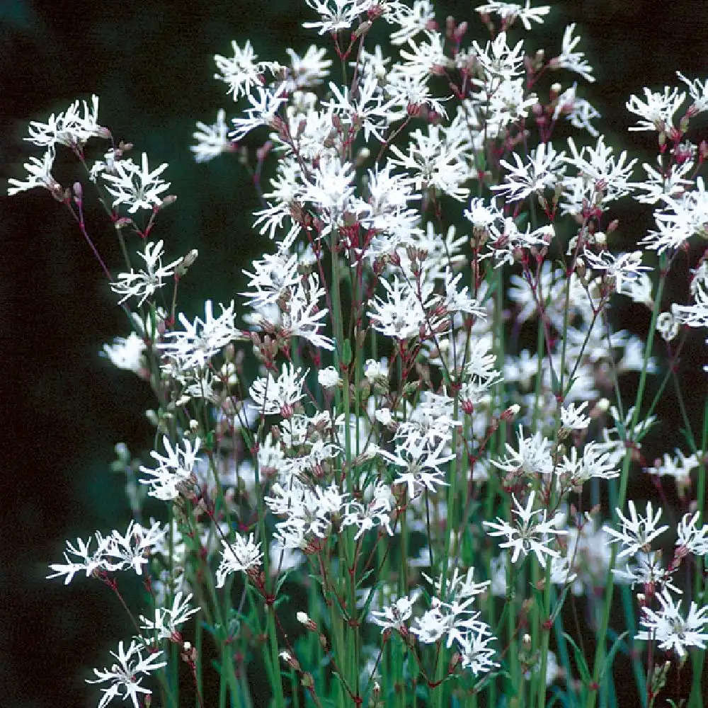 LYCHNIS flos-cuculi 'White Robin'