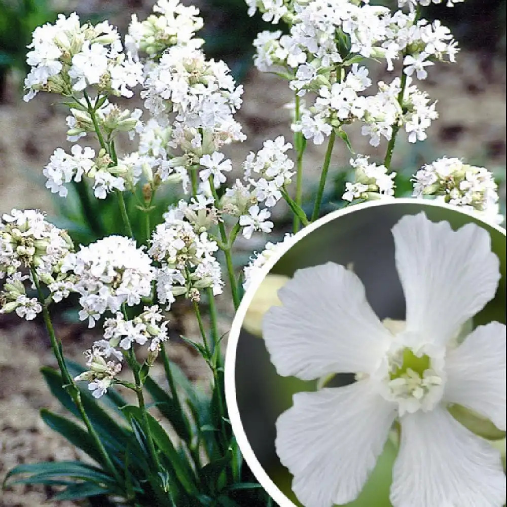 LYCHNIS viscaria 'Alba'