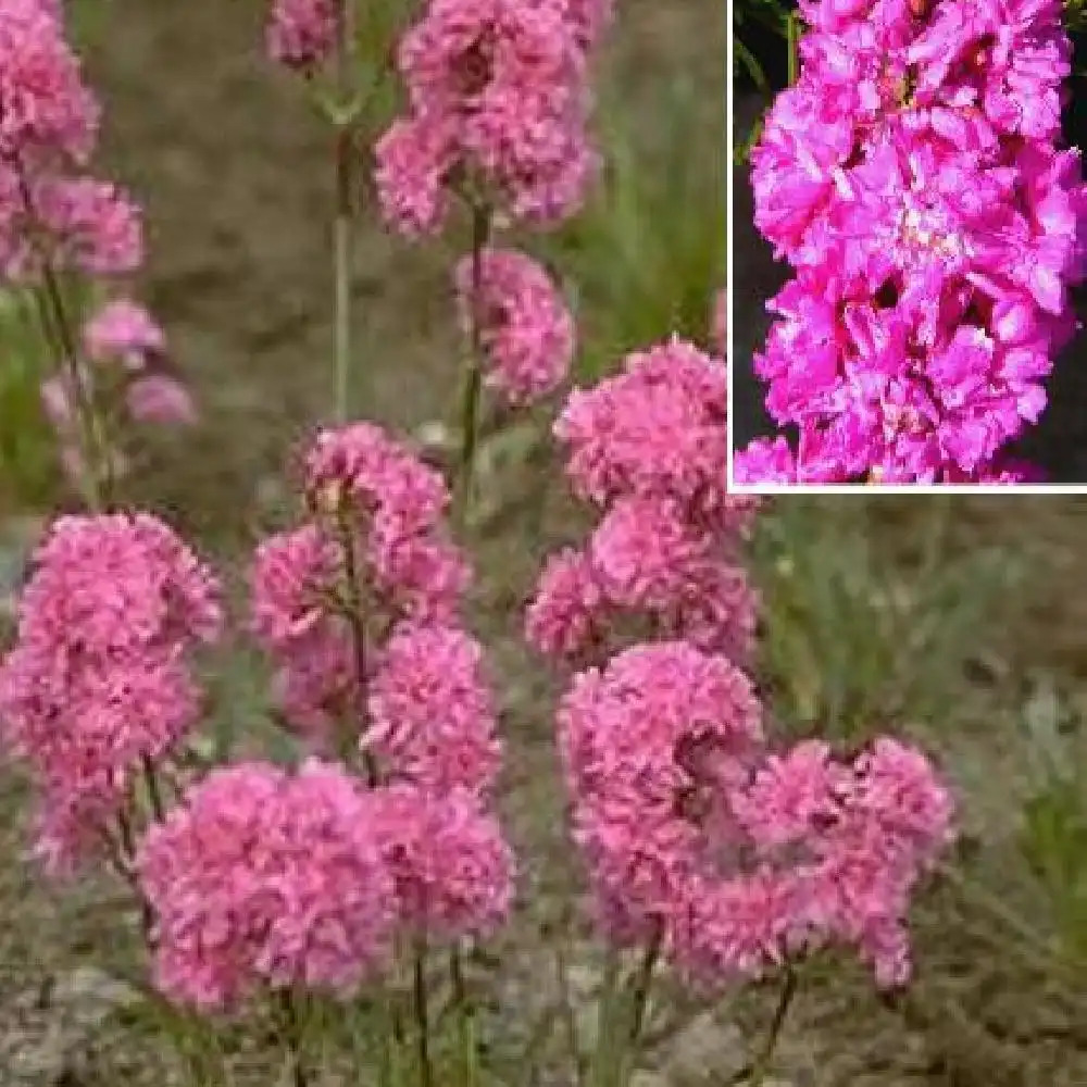 LYCHNIS viscaria 'Plena'