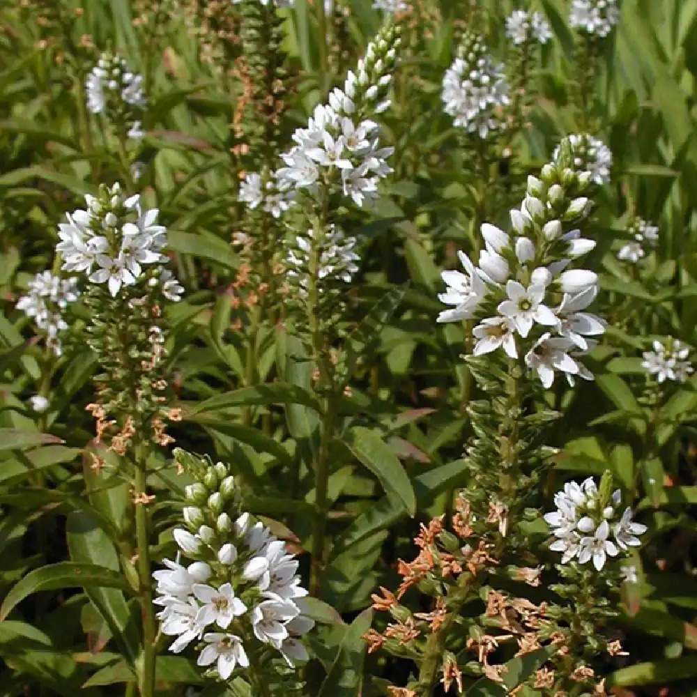 LYSIMACHIA barystachys