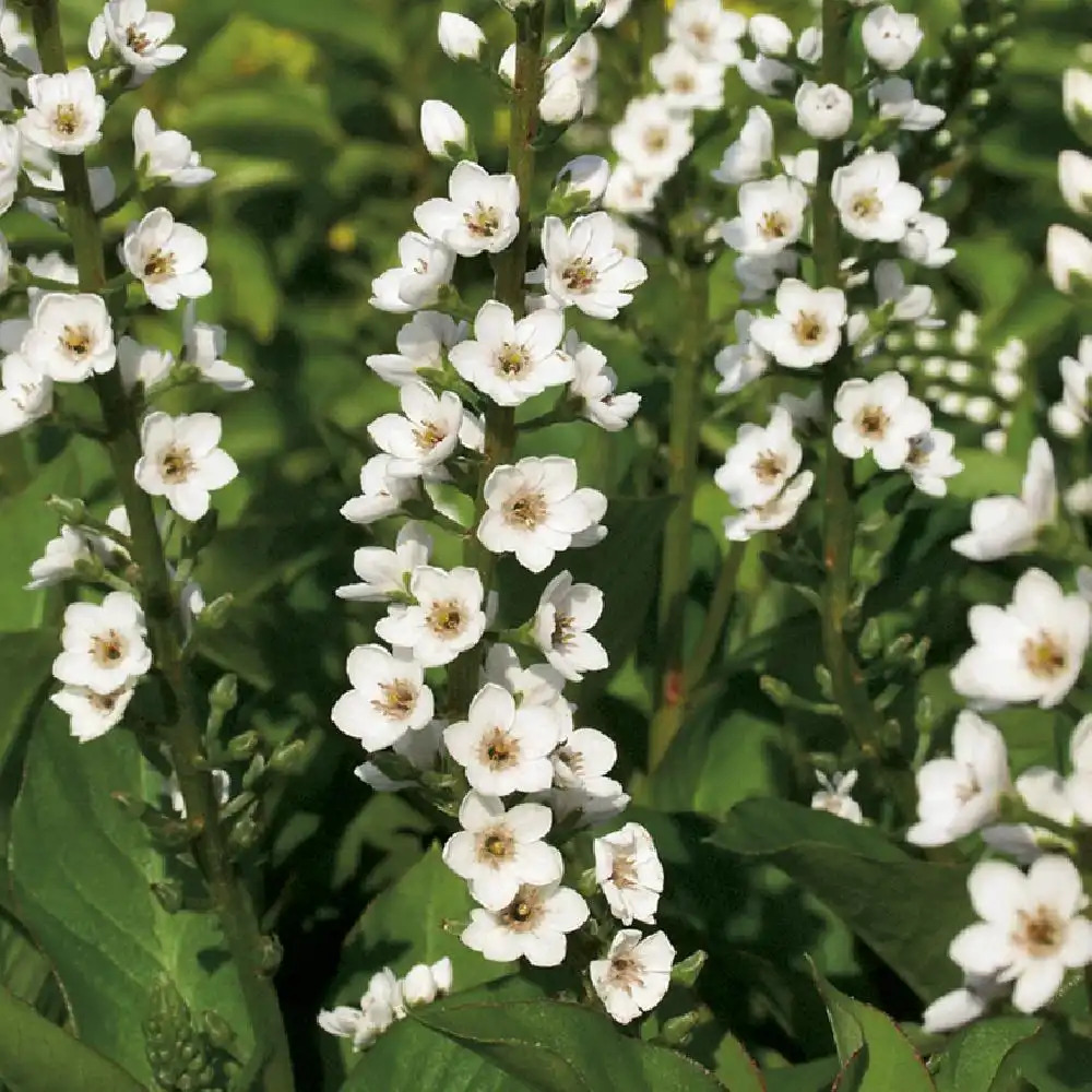 LYSIMACHIA 'Candela'