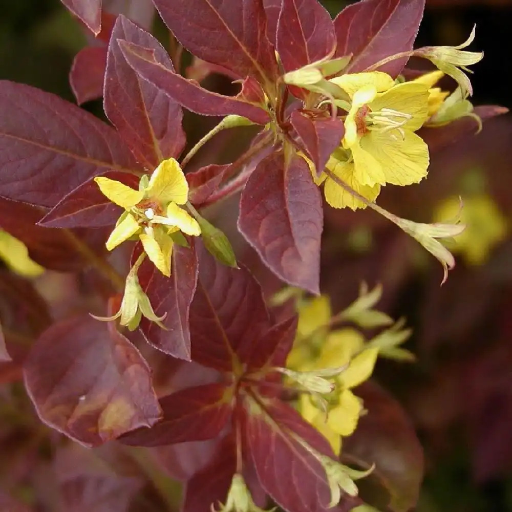 LYSIMACHIA ciliata 'Firecracker'