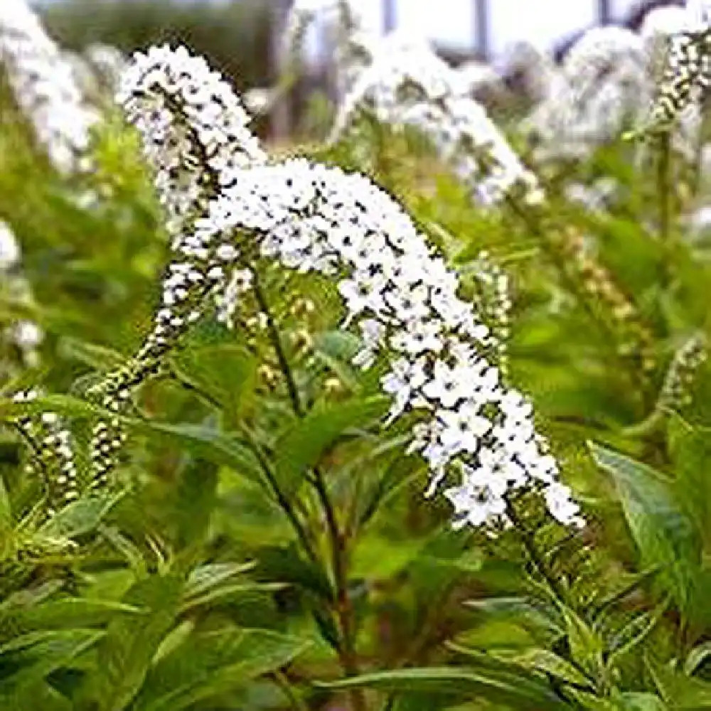 LYSIMACHIA clethroides