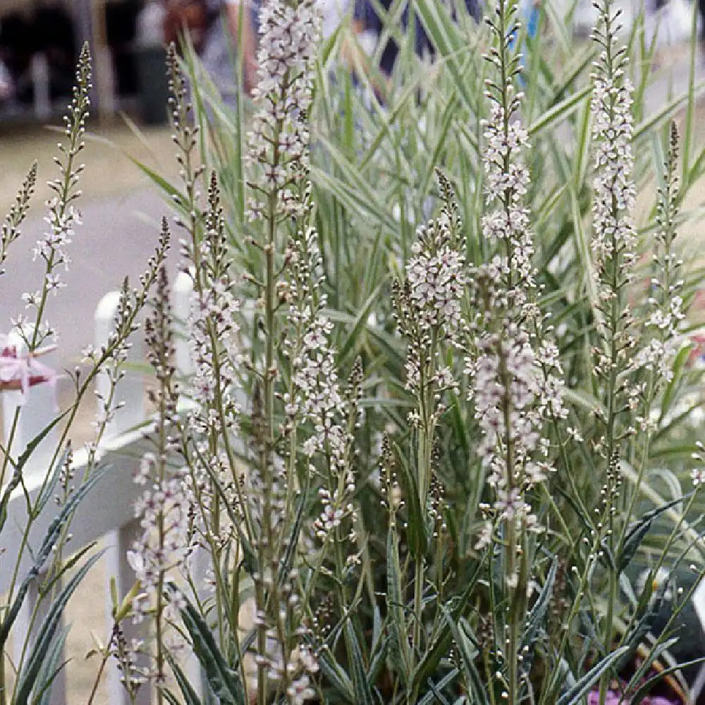 LYSIMACHIA ephemerum