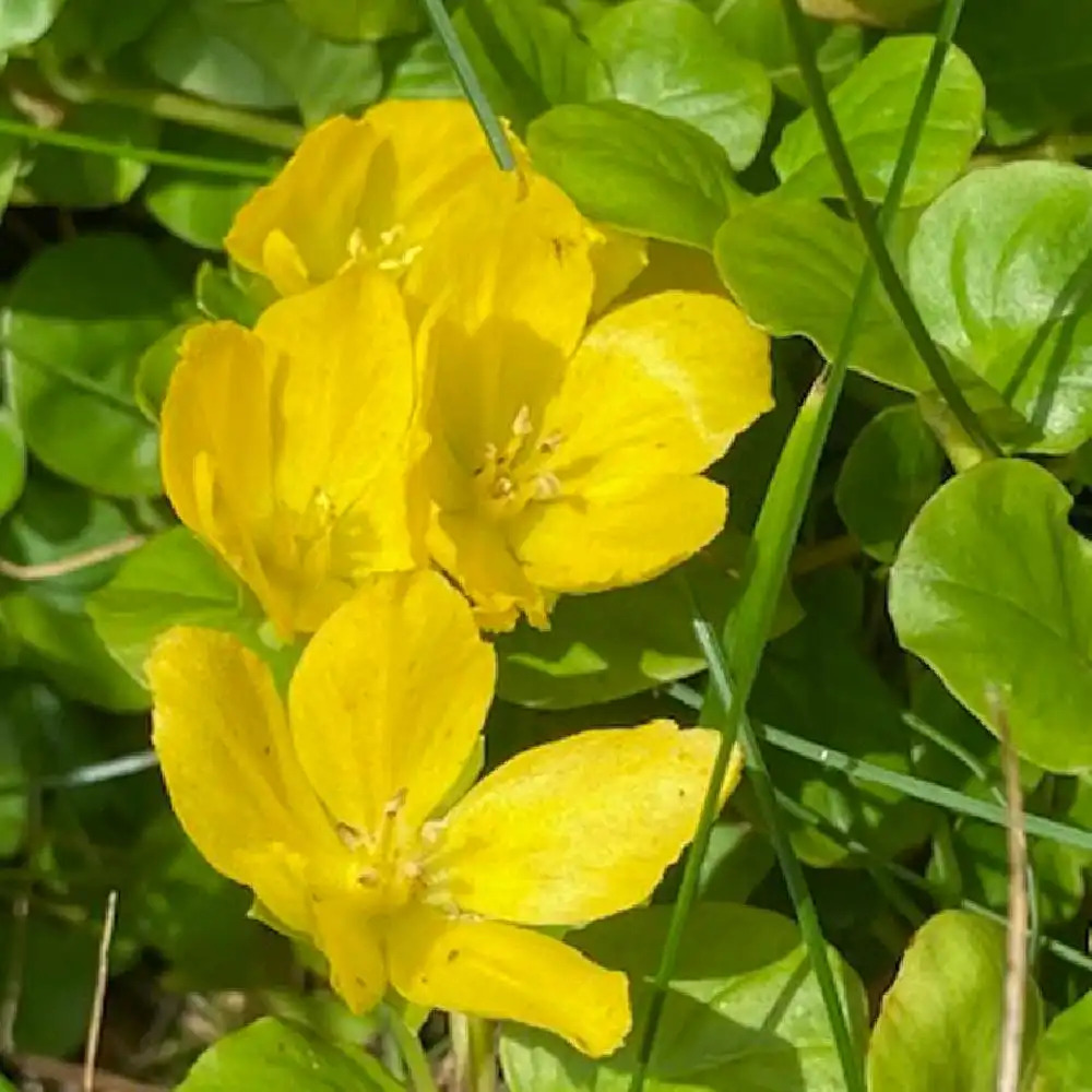 LYSIMACHIA nummularia 'Aurea'