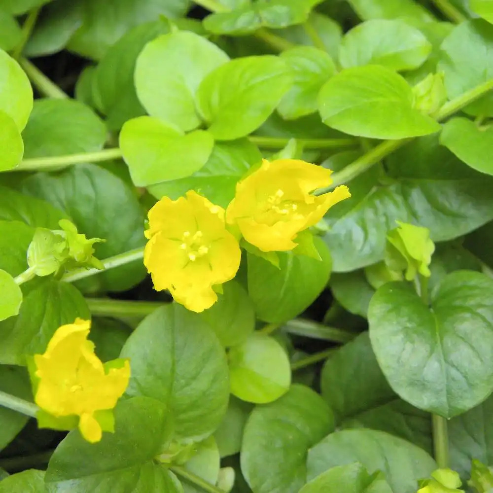 LYSIMACHIA nummularia