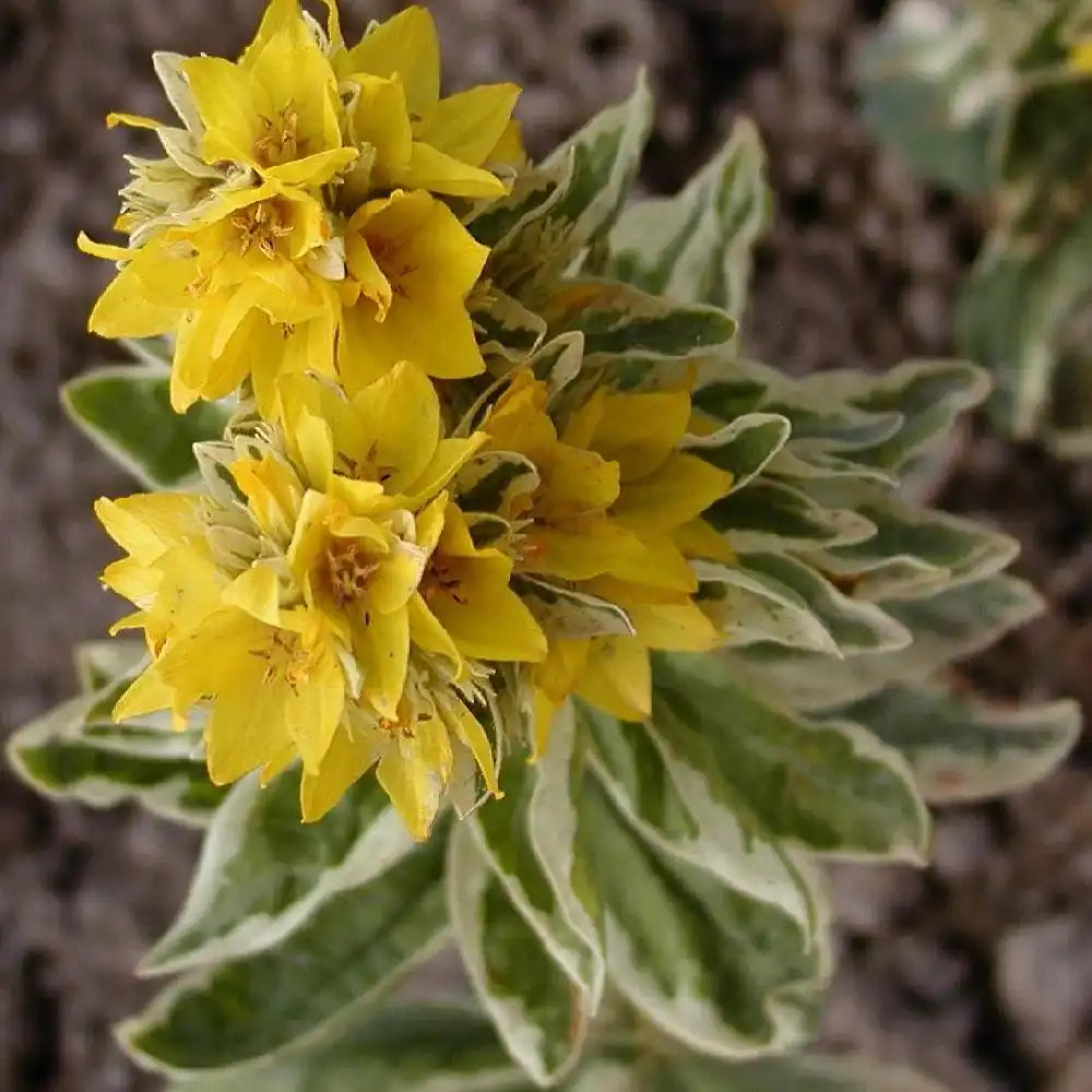 LYSIMACHIA punctata 'Alexander'