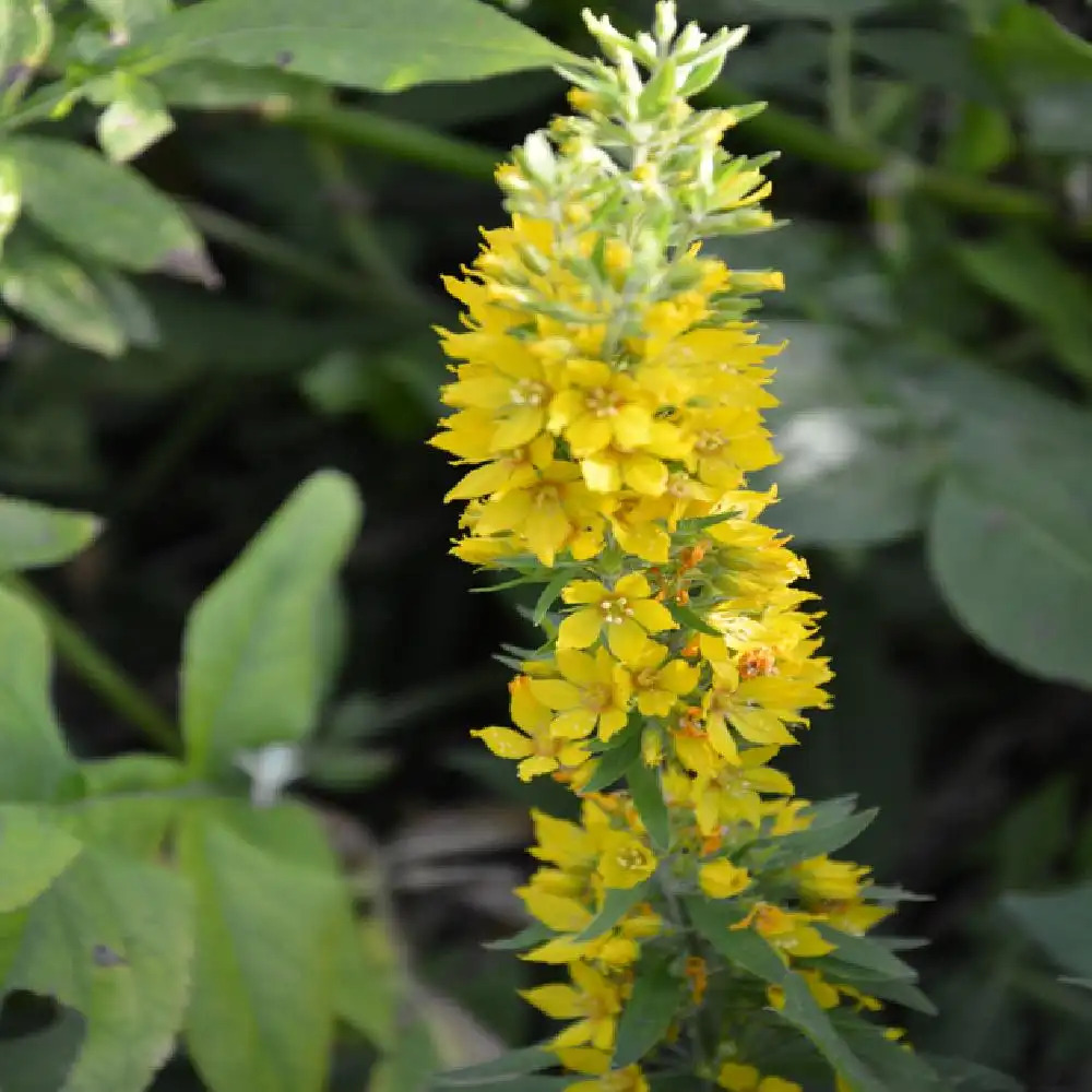 LYSIMACHIA punctata