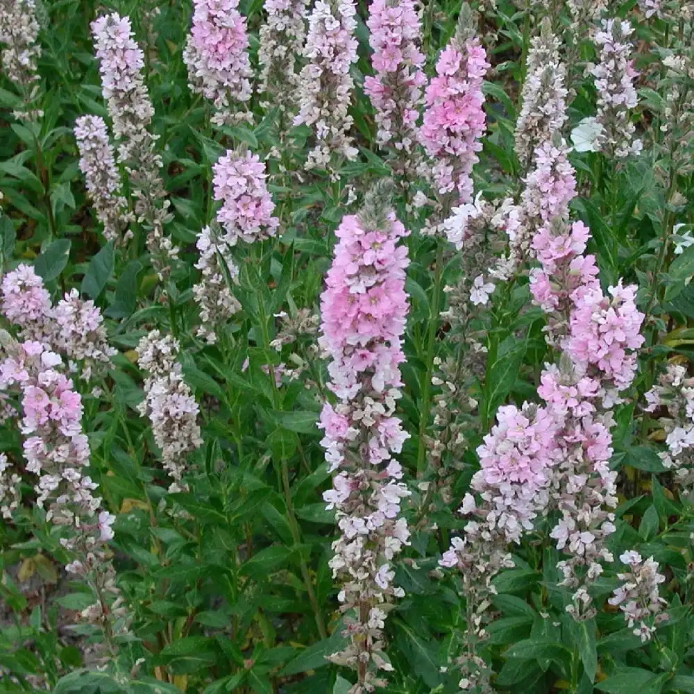 LYTHRUM salicaria 'Blush'