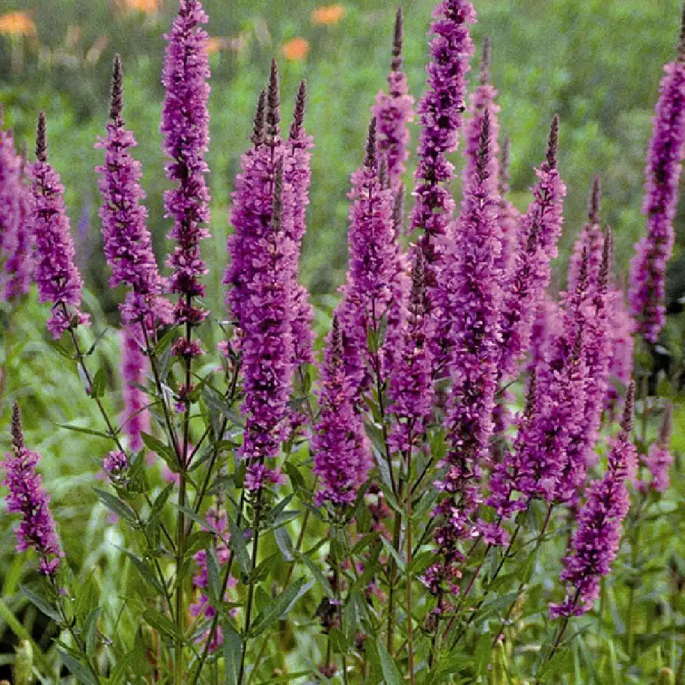 LYTHRUM salicaria 'Red Hybrids'