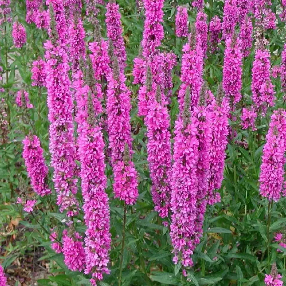 LYTHRUM salicaria 'The Beacon'