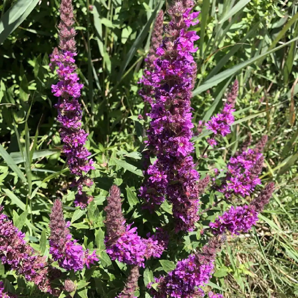 LYTHRUM salicaria 'Zigeunerblut'