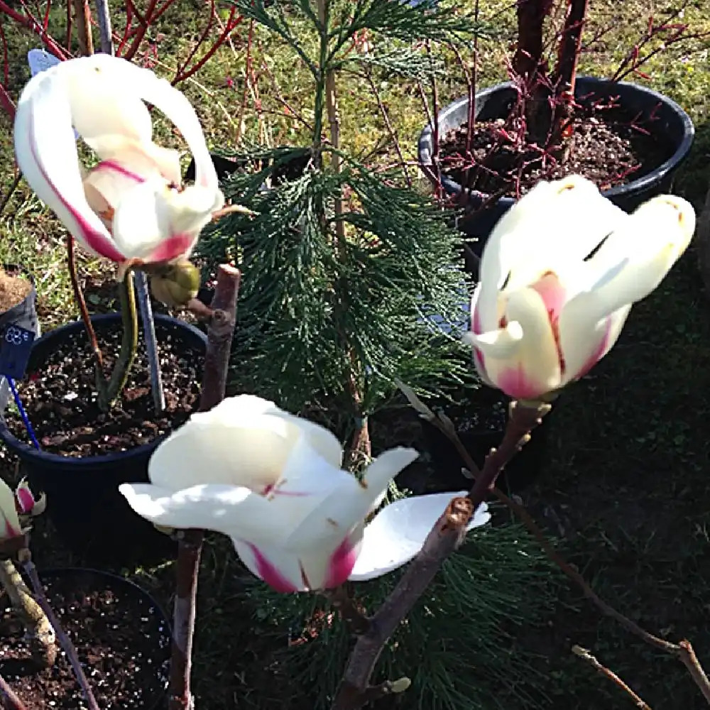 MAGNOLIA denudata 'Sunrise'