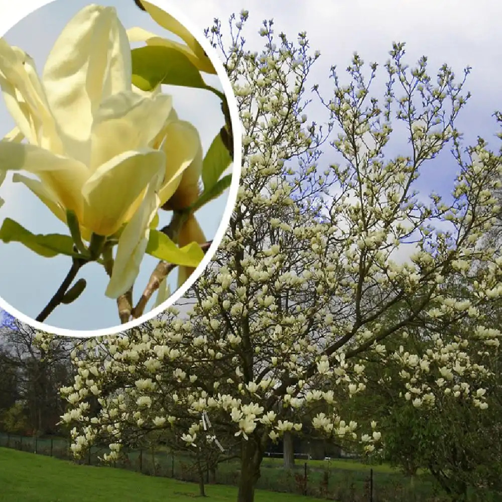 MAGNOLIA 'Elisabeth'®