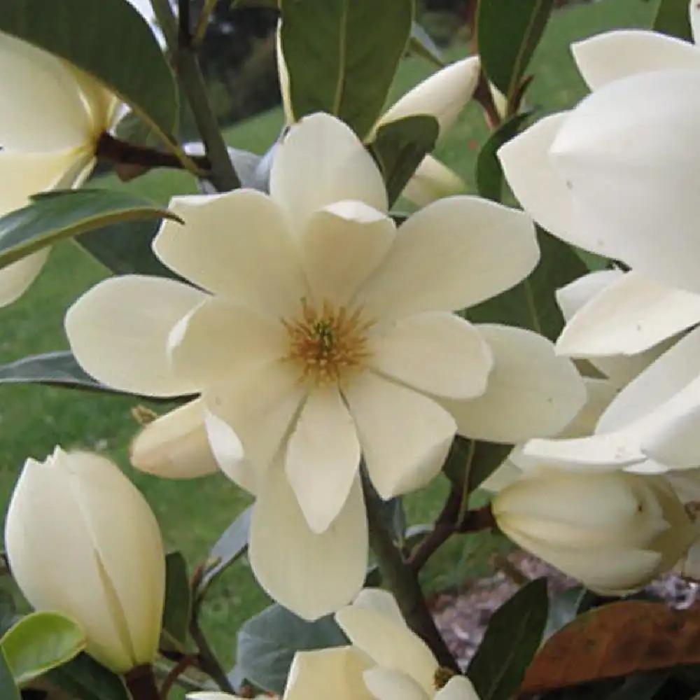 MAGNOLIA 'Fairy Cream' ® ('Micjur02')