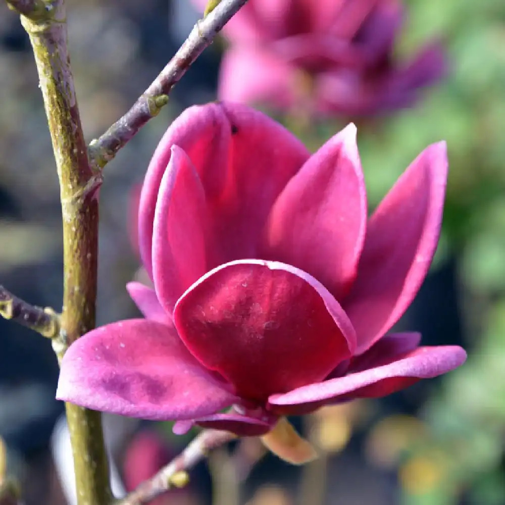 MAGNOLIA 'Genie'