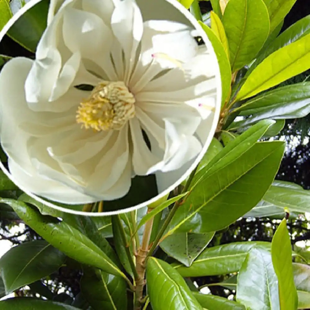 MAGNOLIA grandiflora 'Exmouth'