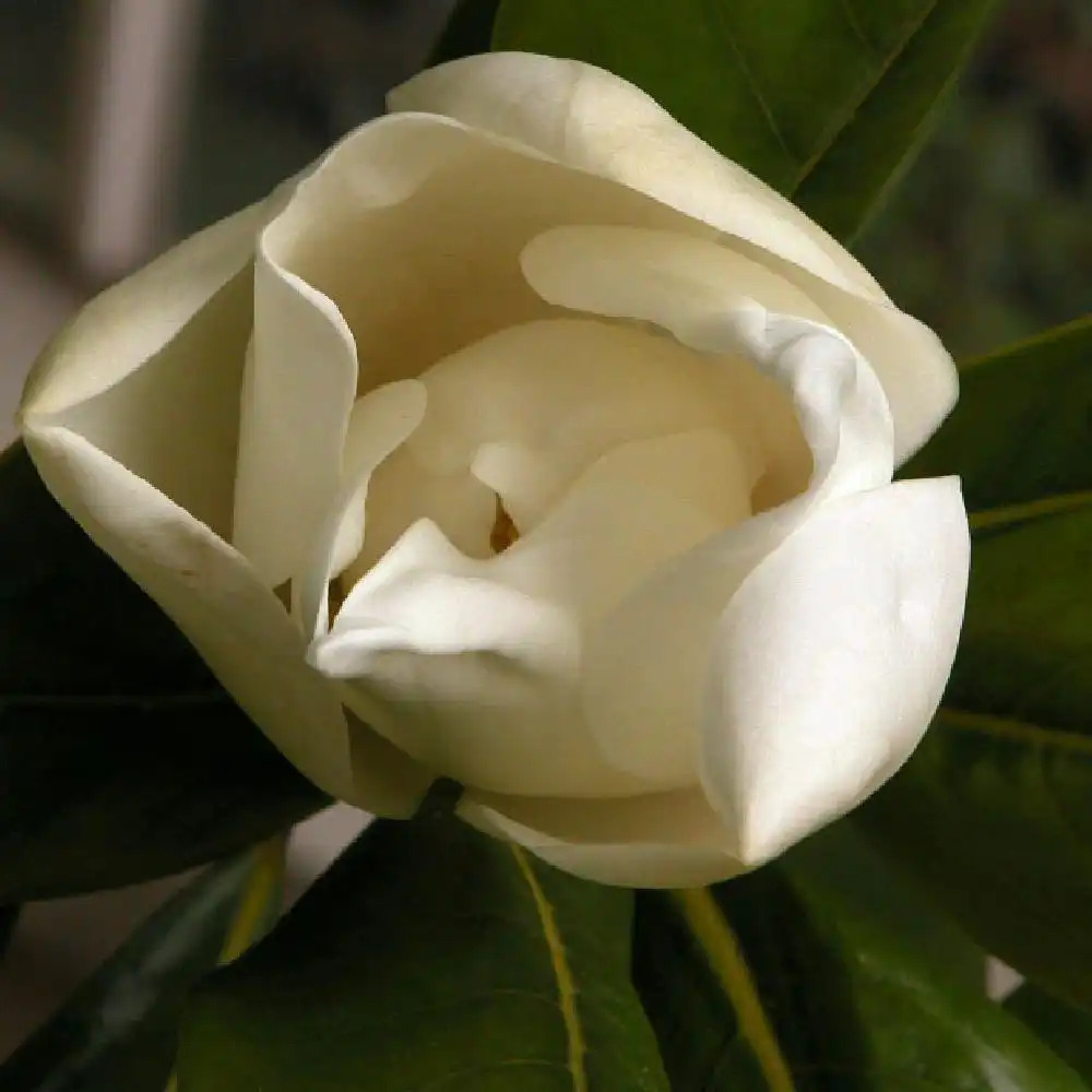 MAGNOLIA grandiflora 'François Treyve'