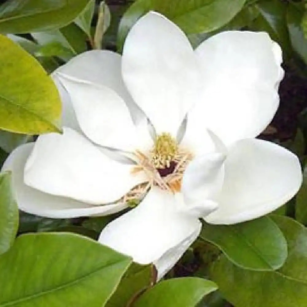 MAGNOLIA grandiflora 'Galissonnière'