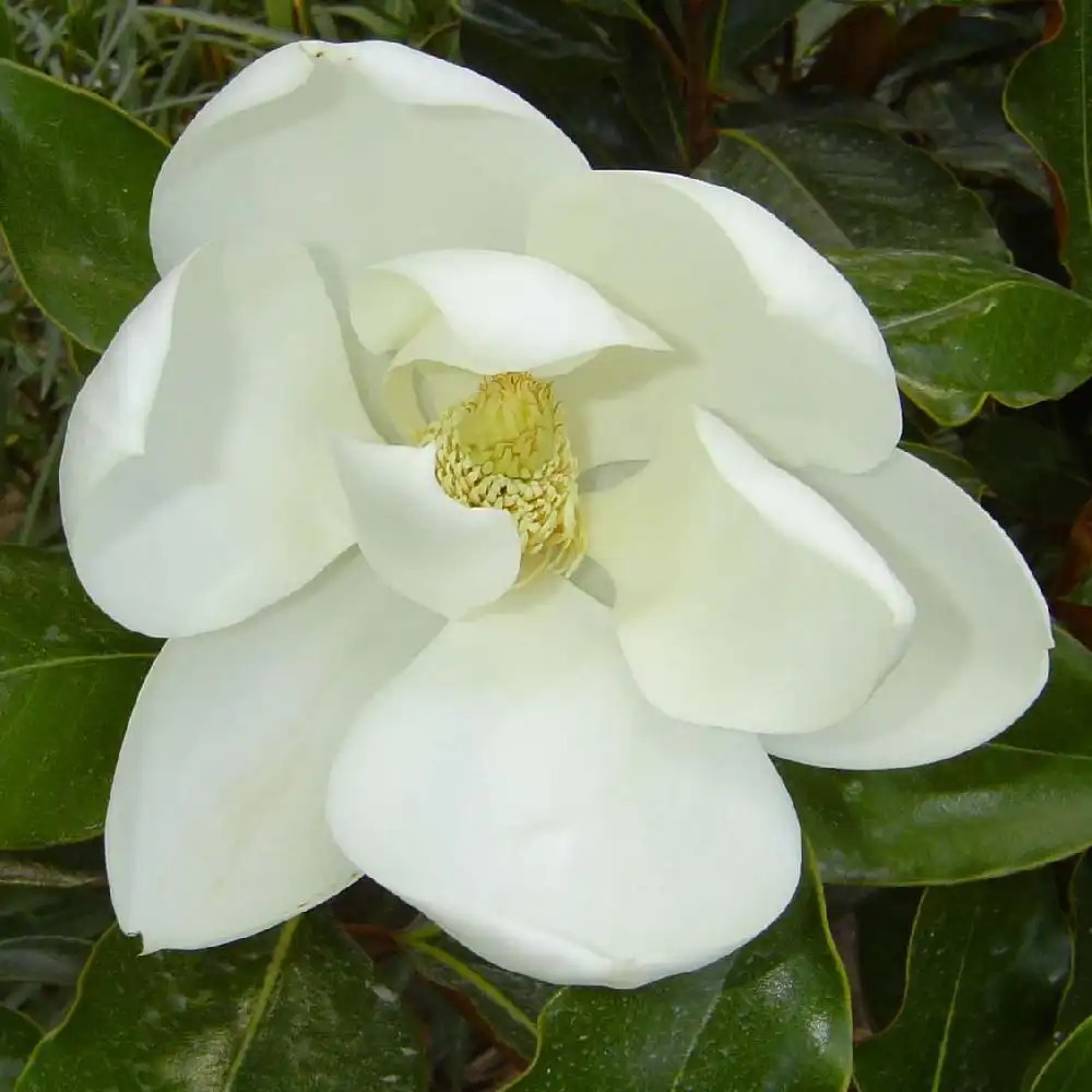 MAGNOLIA grandiflora 'Little Gem'