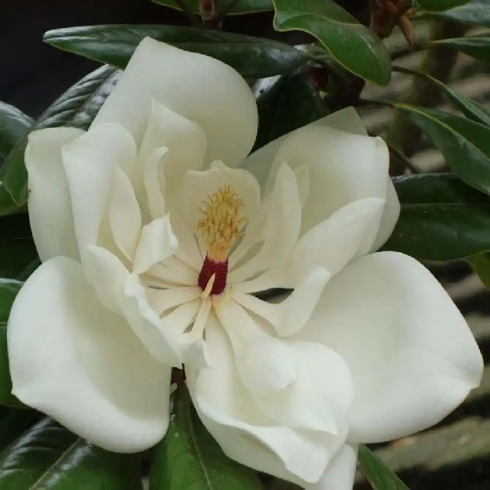 MAGNOLIA grandiflora