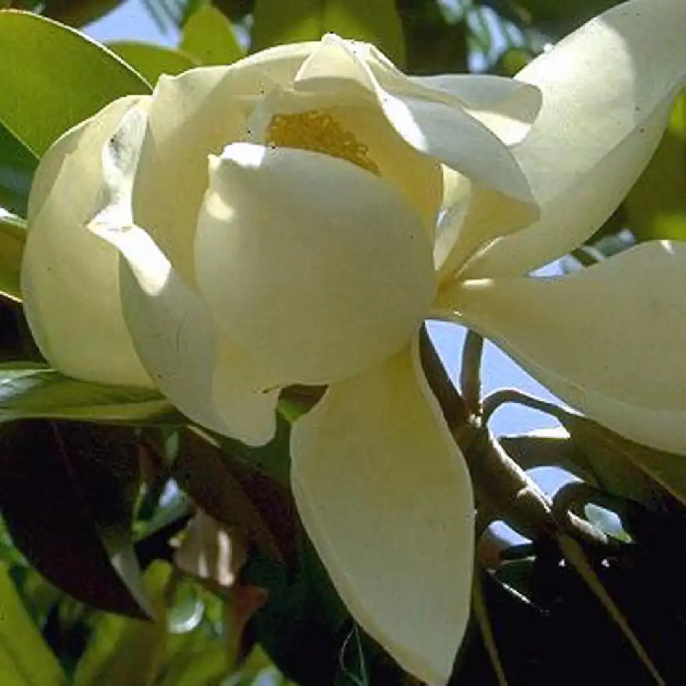 MAGNOLIA grandiflora.' image 2