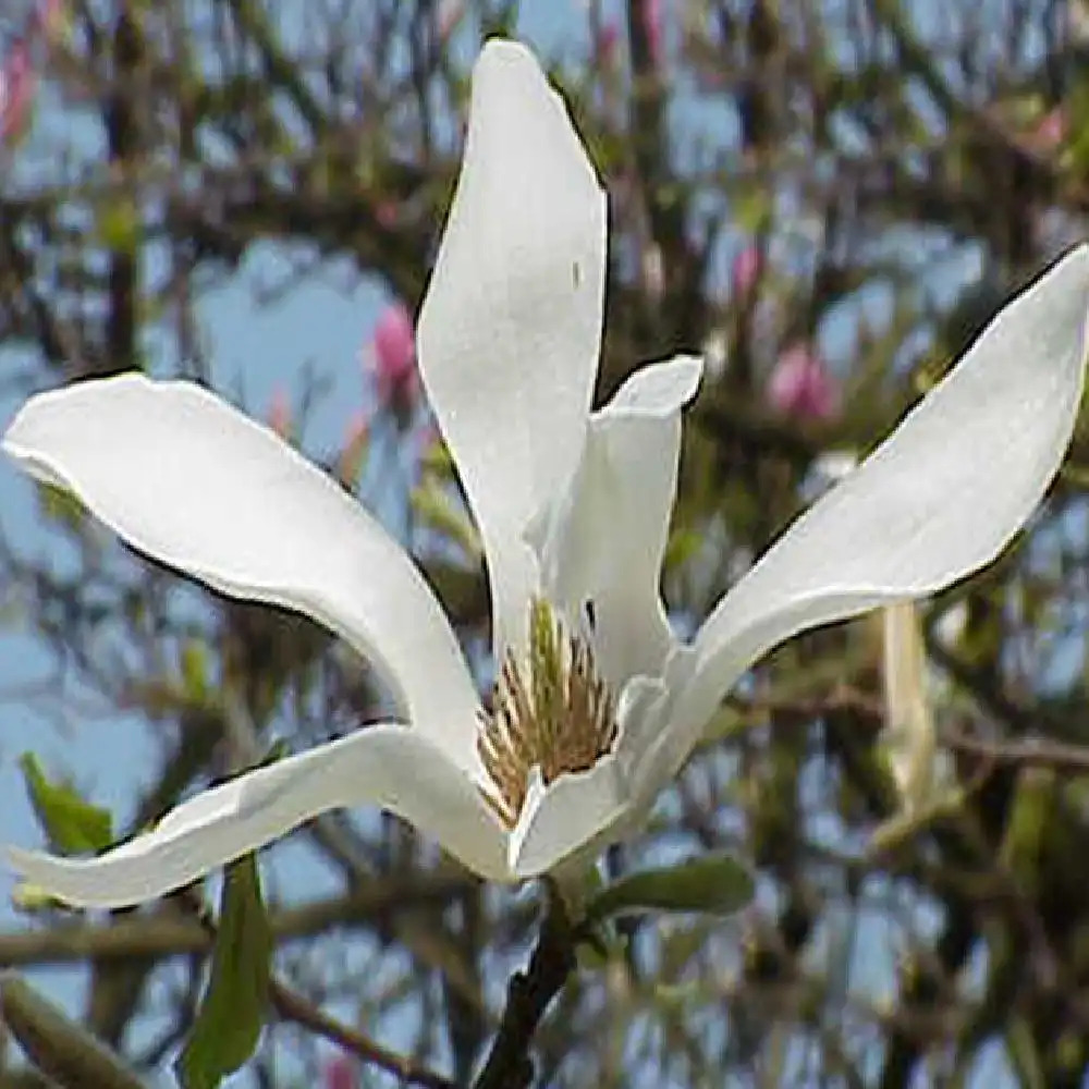 MAGNOLIA kobus