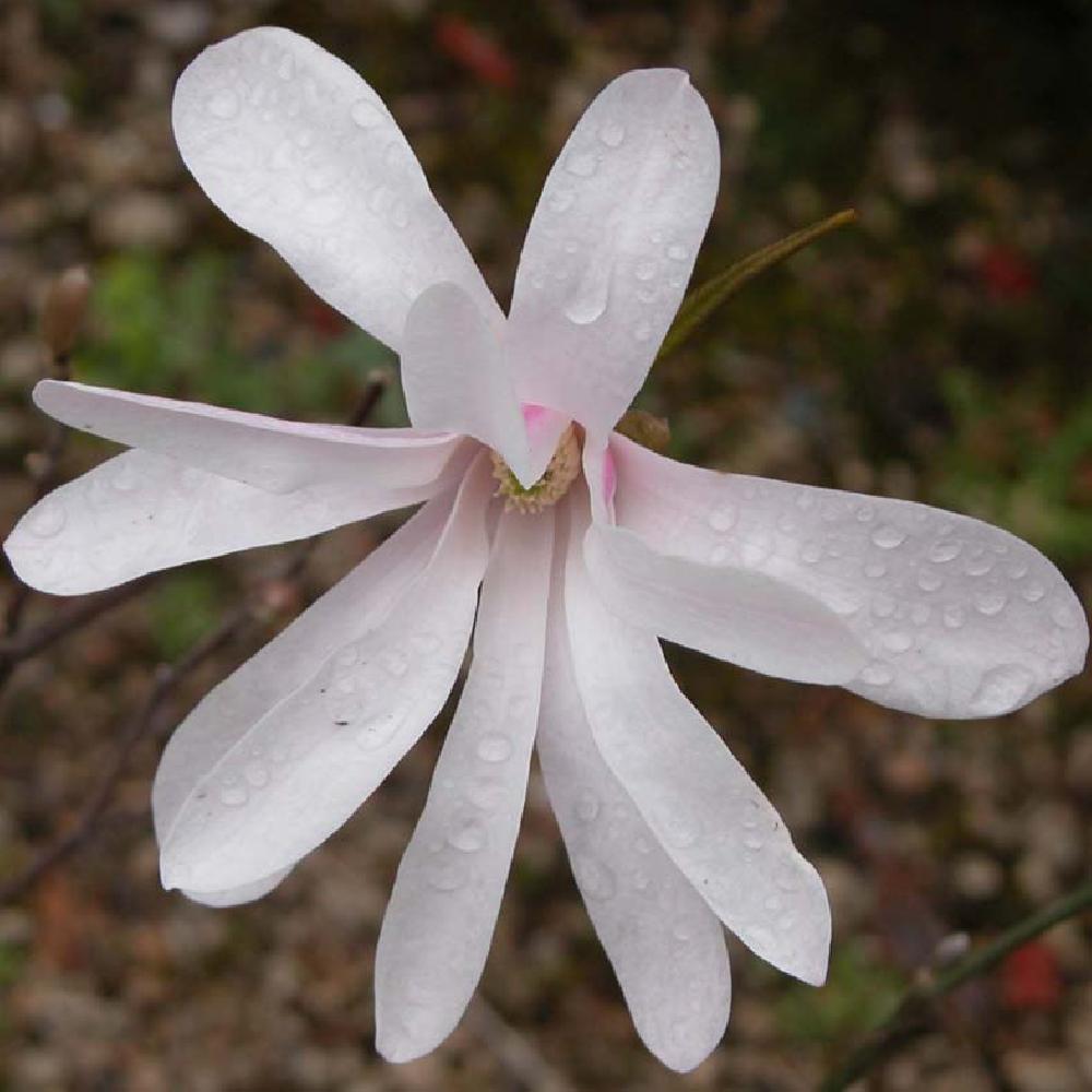 MAGNOLIA x loebneri 'Leonard Messel'.' image 2