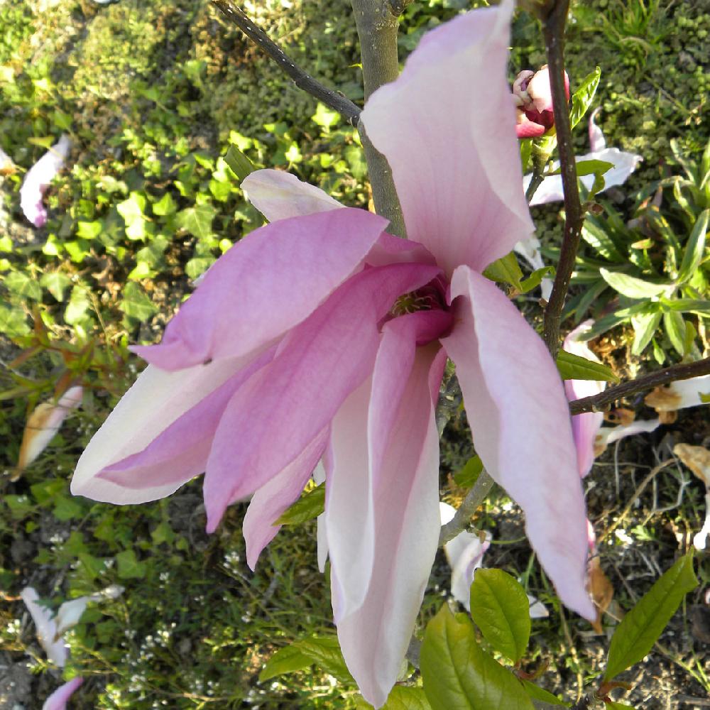 MAGNOLIA 'Ricki'