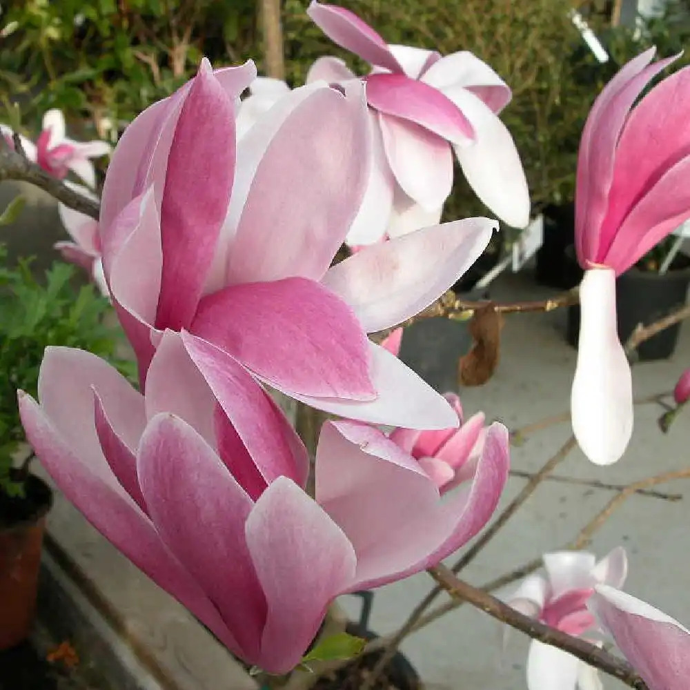 MAGNOLIA 'Royal Crown'