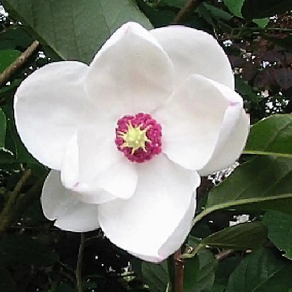 MAGNOLIA sieboldii