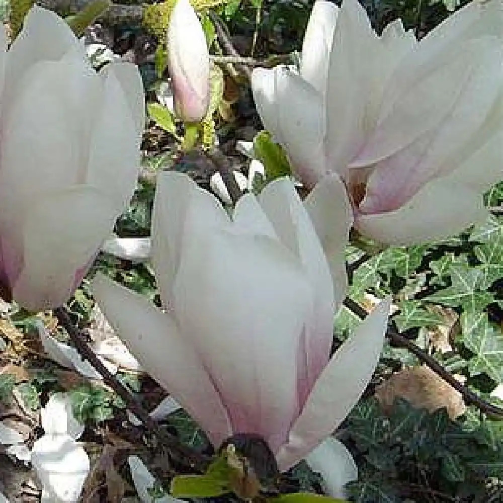 MAGNOLIA x soulangeana 'Brozzoni'