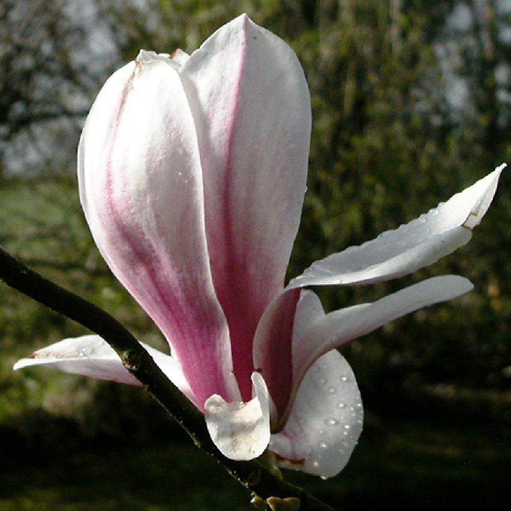 MAGNOLIA x soulangeana