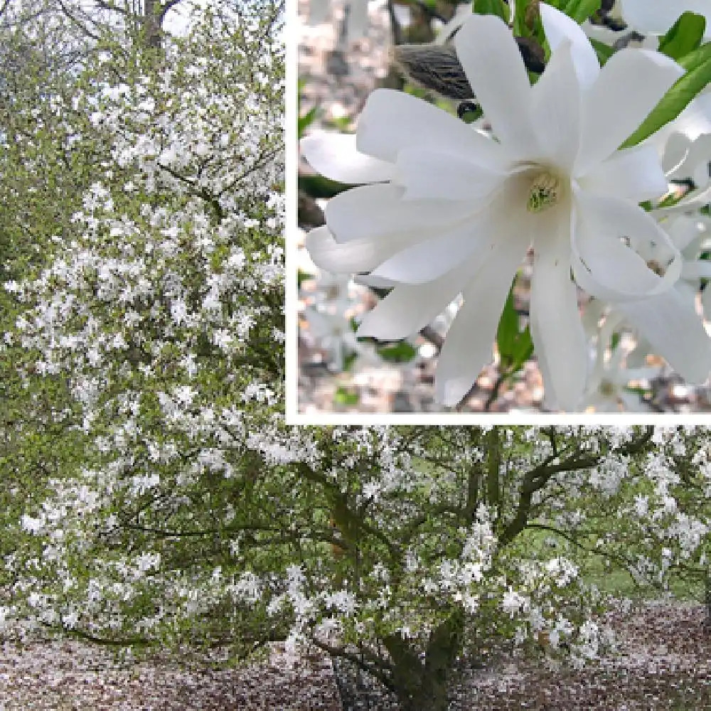 MAGNOLIA stellata 'Royal Star'