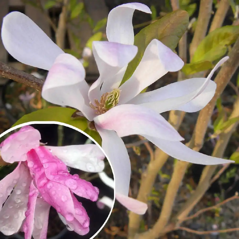 MAGNOLIA stellata 'Rosea'