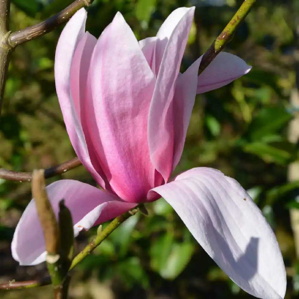 MAGNOLIA 'Star Wars'