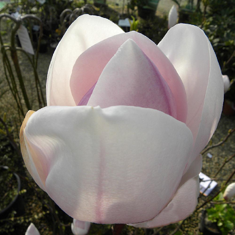 MAGNOLIA 'Sundew'