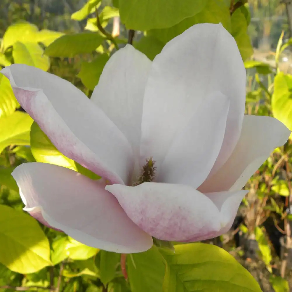 MAGNOLIA 'Todd Gresham' 150/200