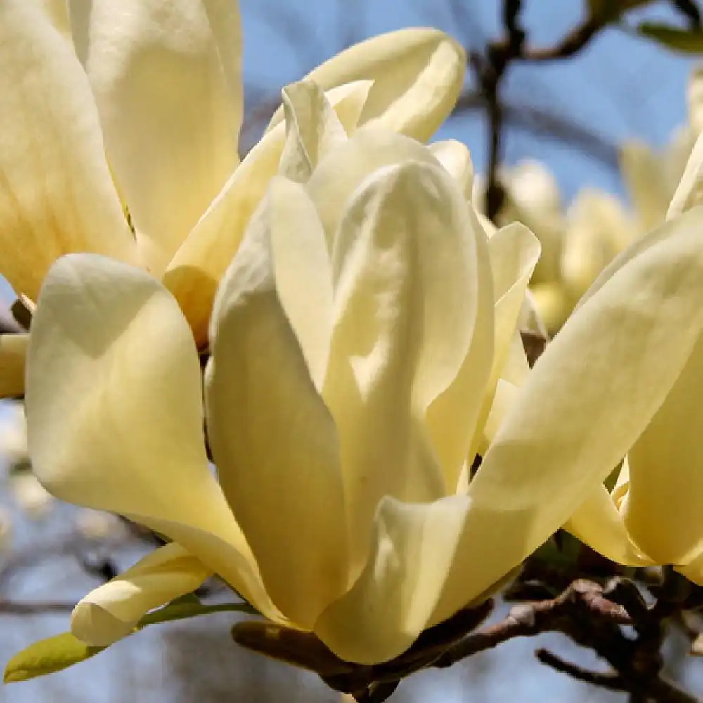 MAGNOLIA 'Yellow Lantern'