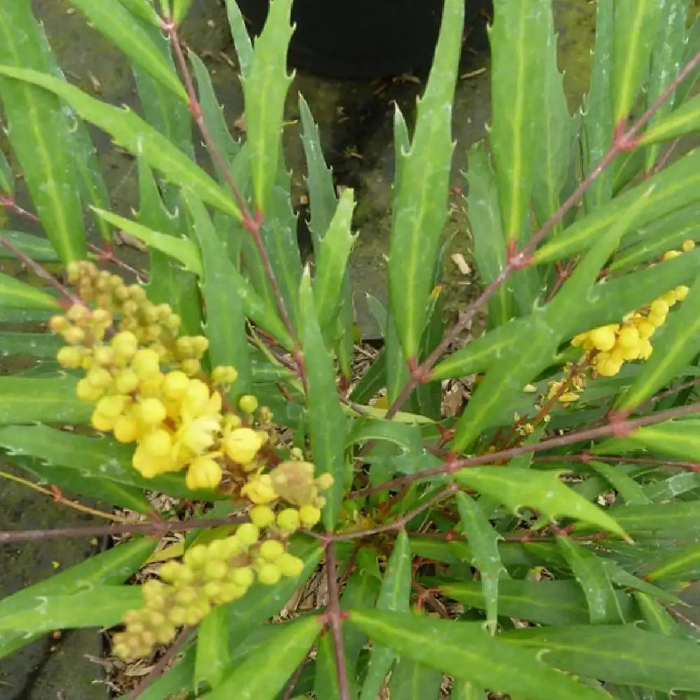 MAHONIA eurybracteata 'Sweet Winter'®