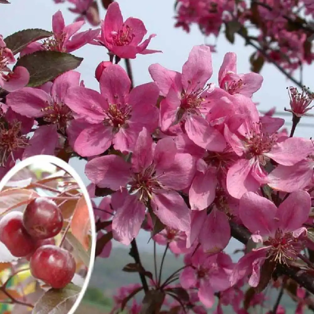 MALUS 'Courtarou' (COCCINELLA®)