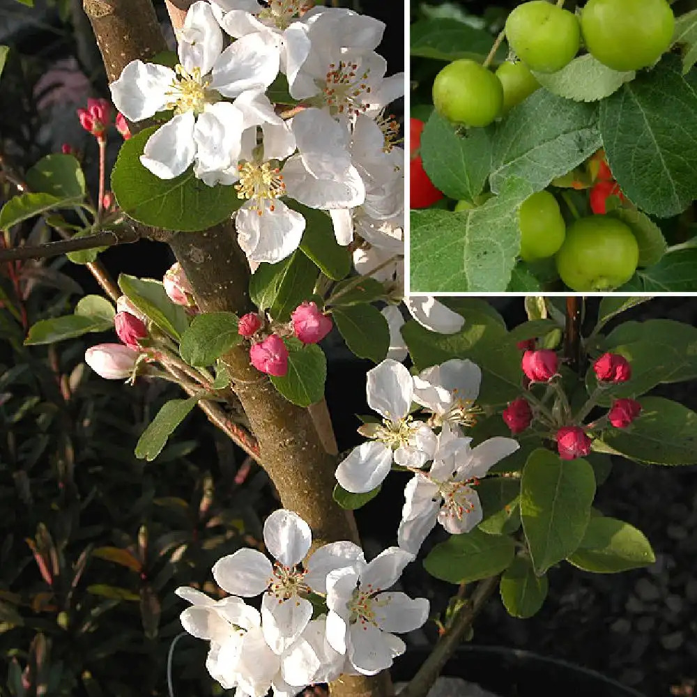 MALUS 'Evereste'