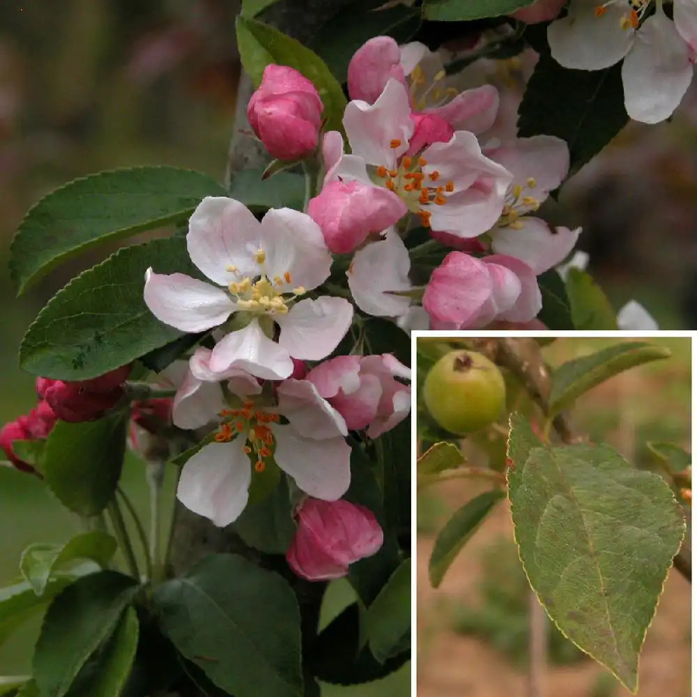 MALUS 'Golden Hornet'