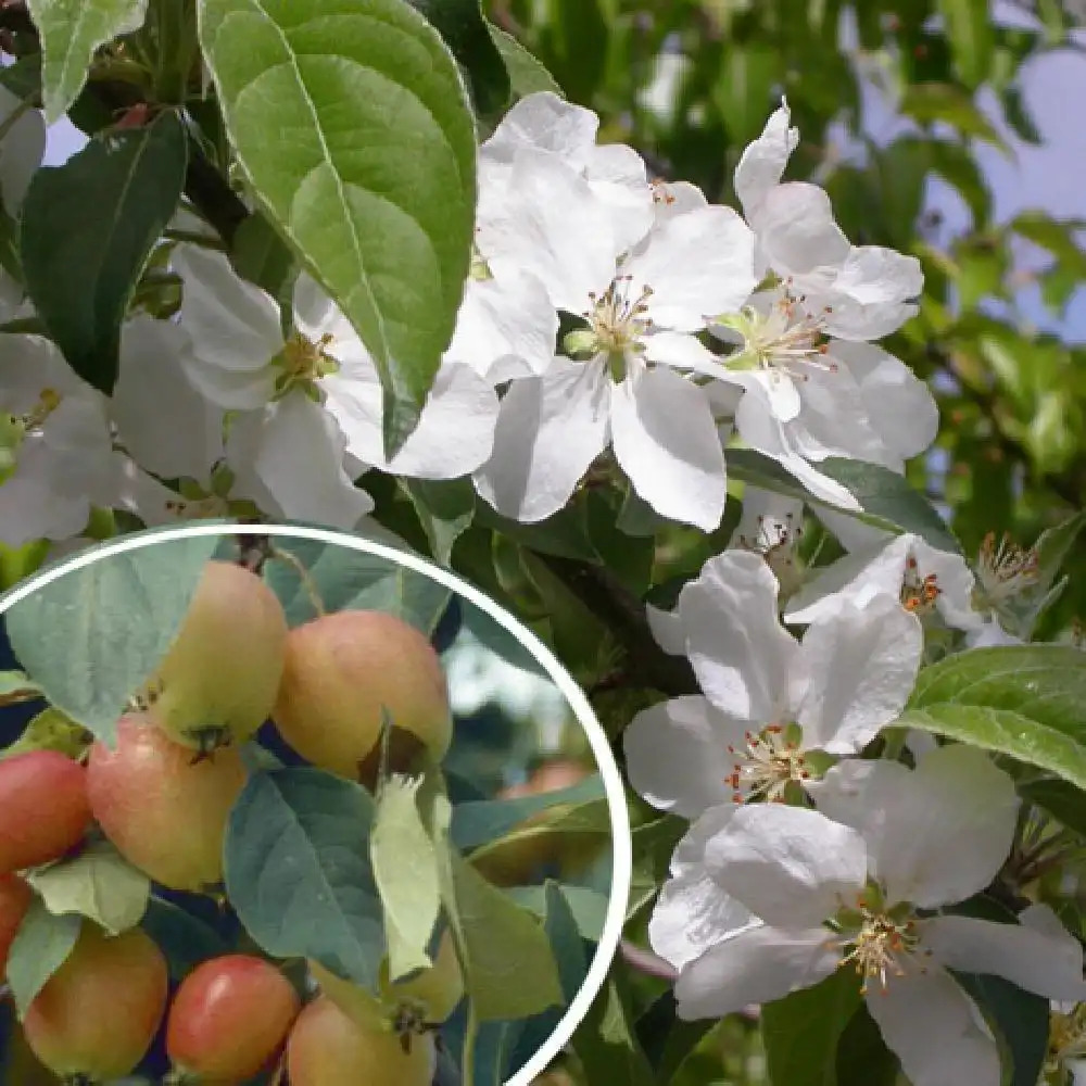 MALUS 'John Downie'